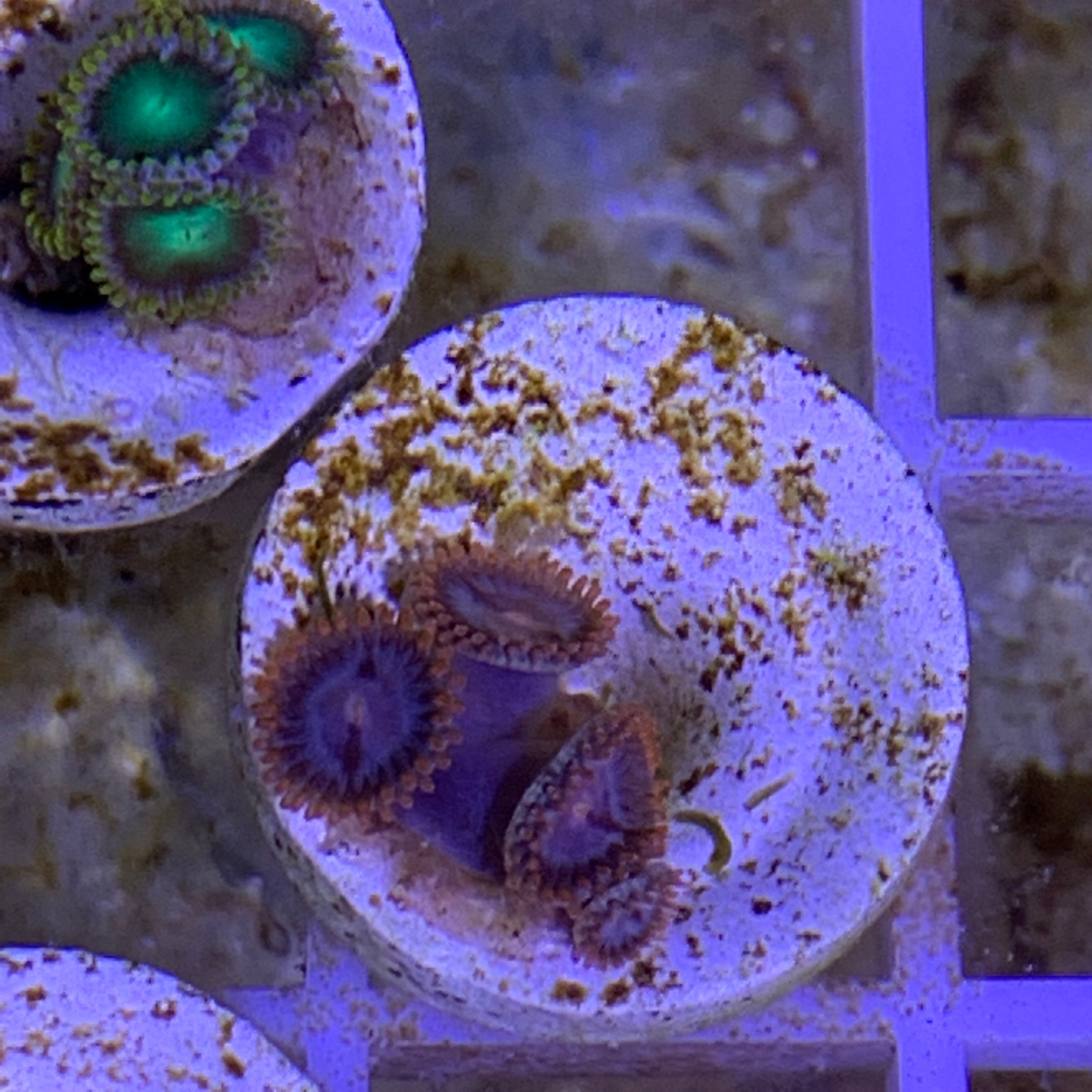 4 Polyp Zoa frag