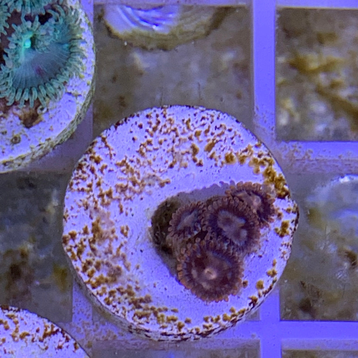 4 Polyp Zoa frag