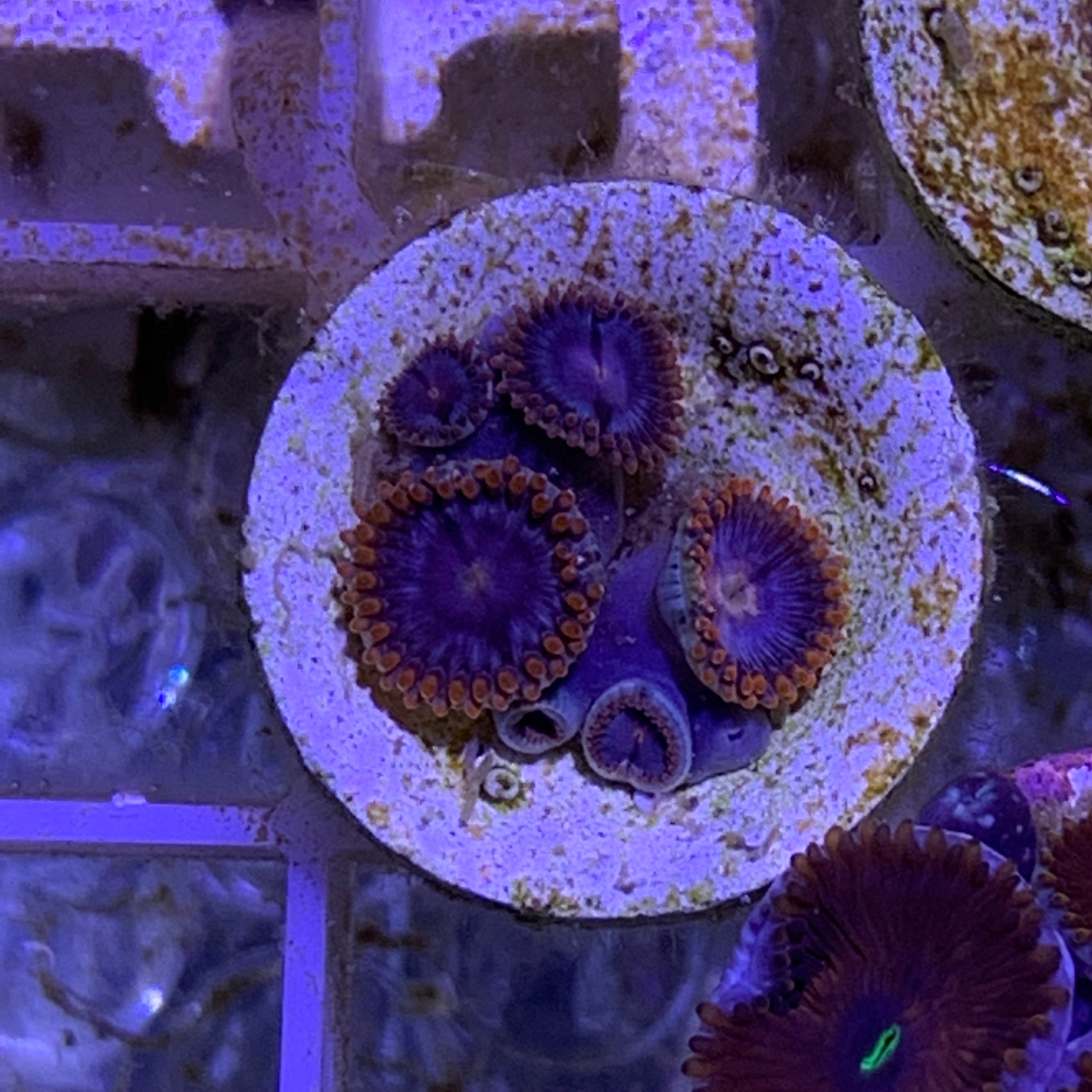 5 Polyp Zoa frag