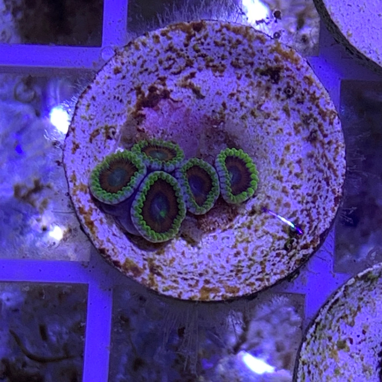 5 Polyp Zoa frag