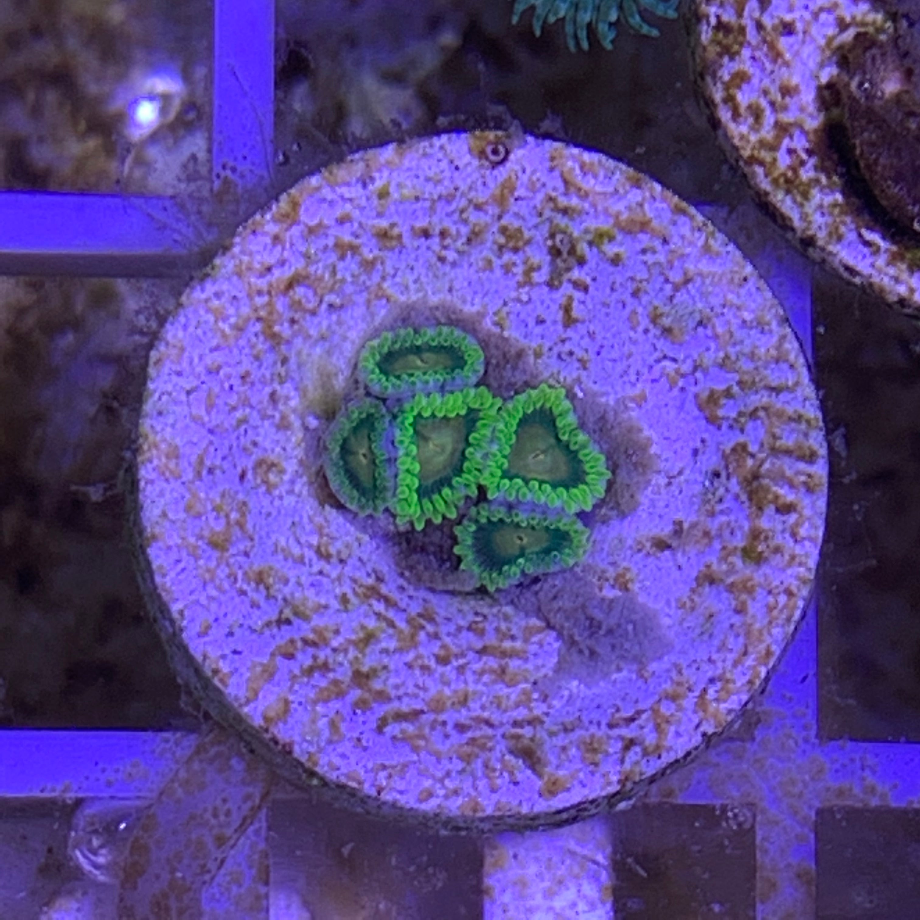 5 Polyp Zoa frag