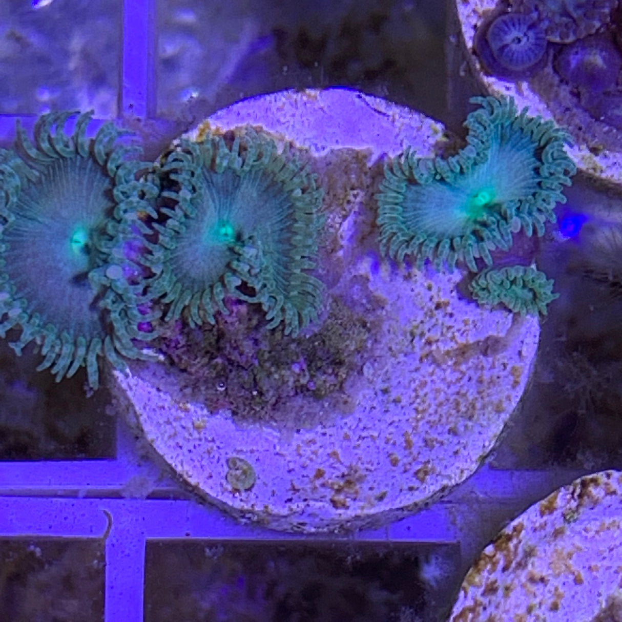 5 Polyp Zoa frag