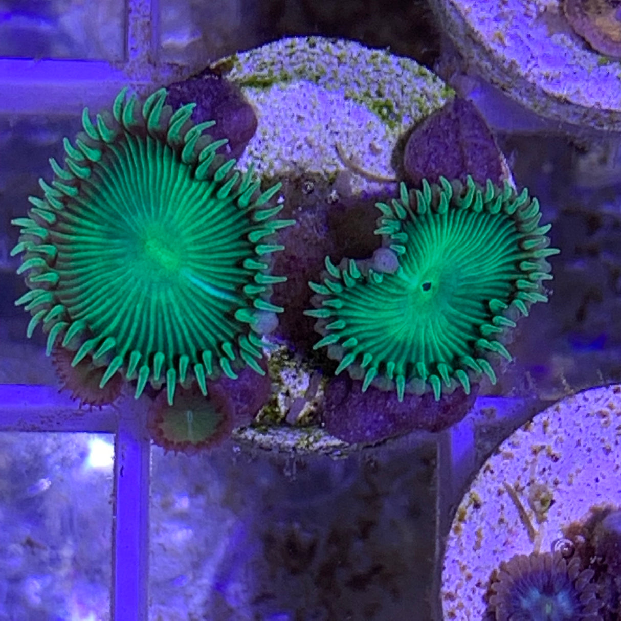 5 Polyp Zoa frag