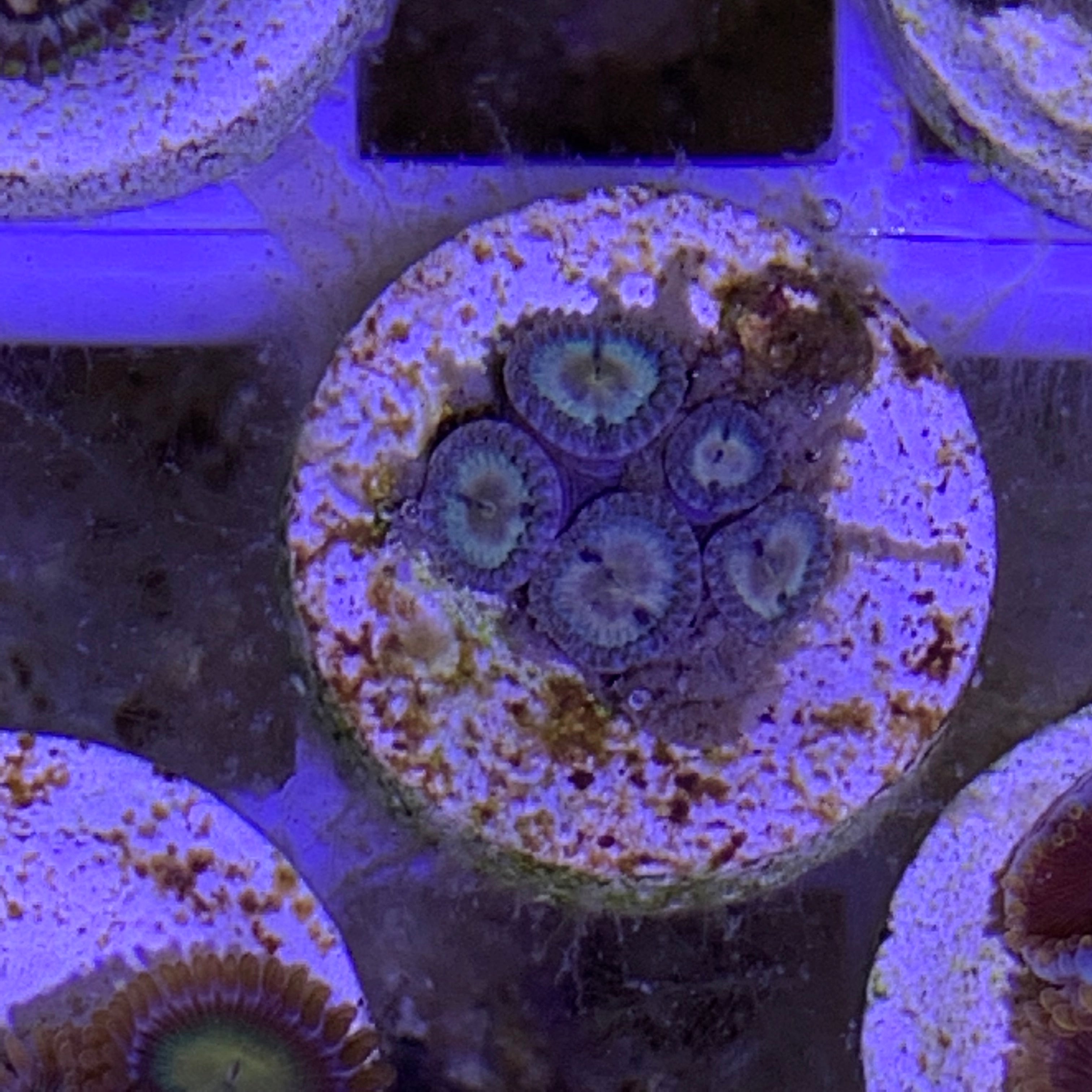 5 Polyp Zoa frag