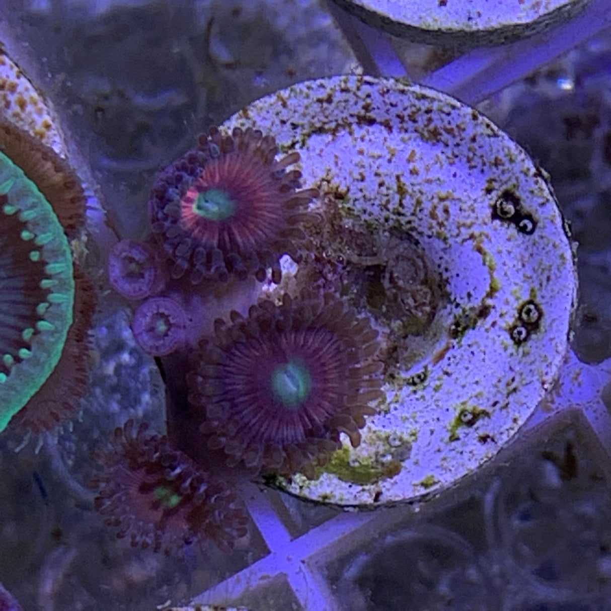 5 Polyp Zoa frag