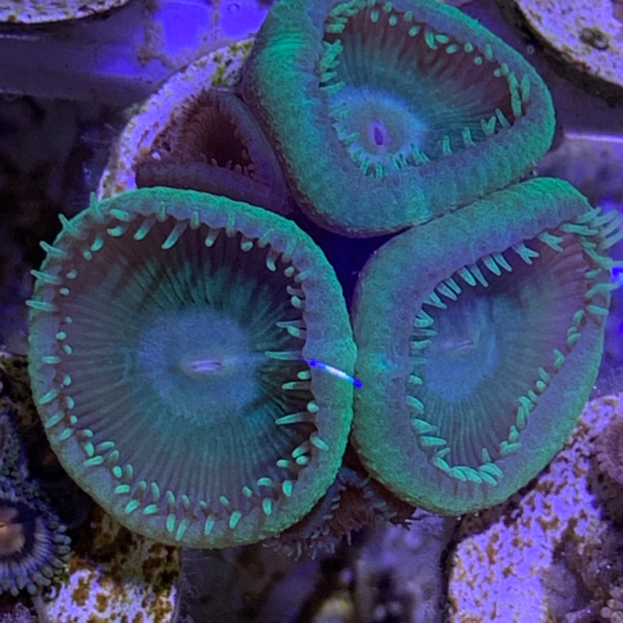 5 Polyp Zoa frag