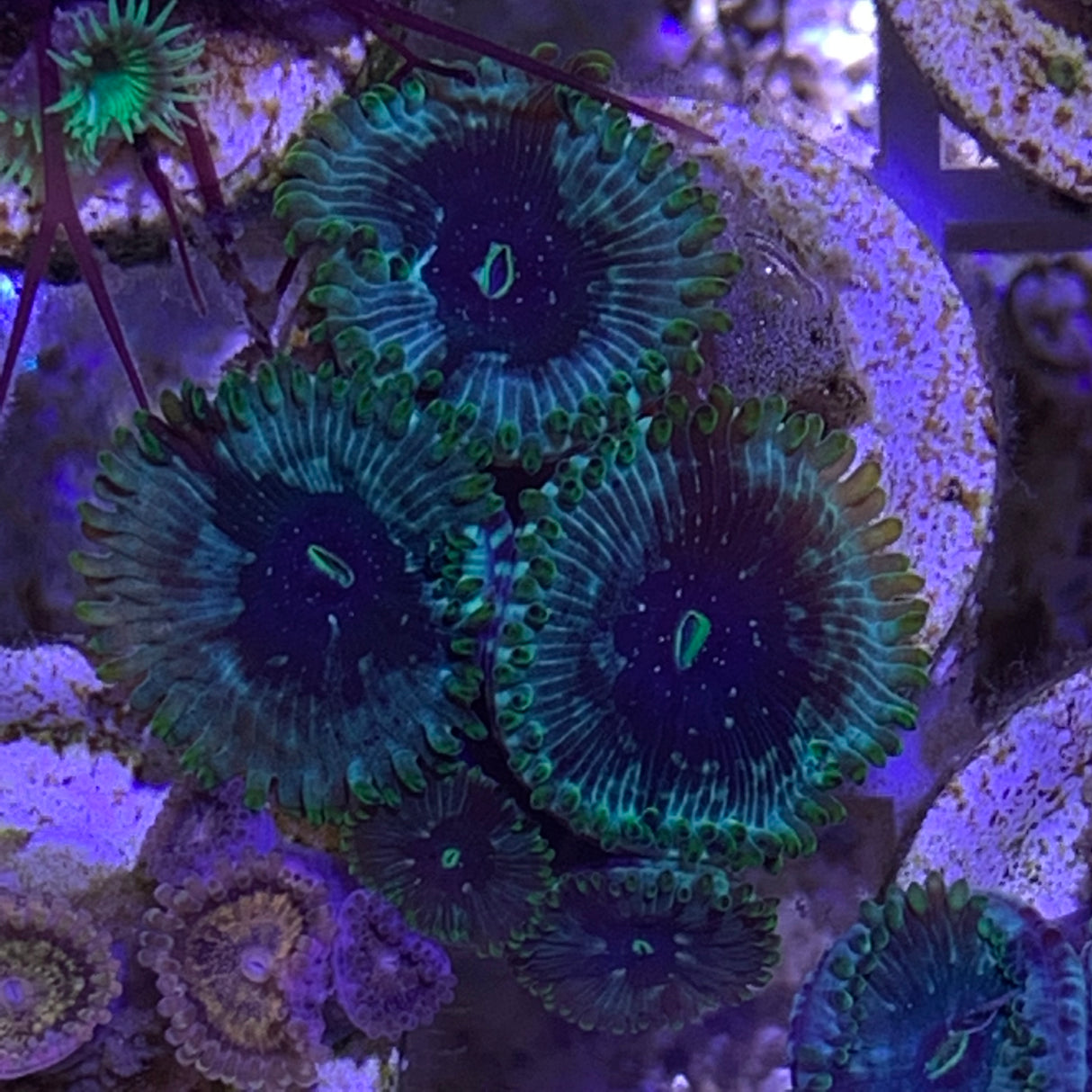 5 Polyp Zoa frag