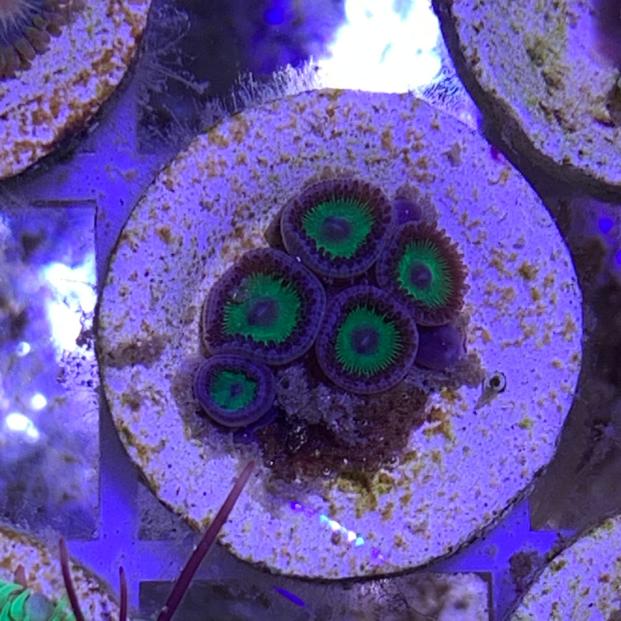 5 Polyp Zoa frag