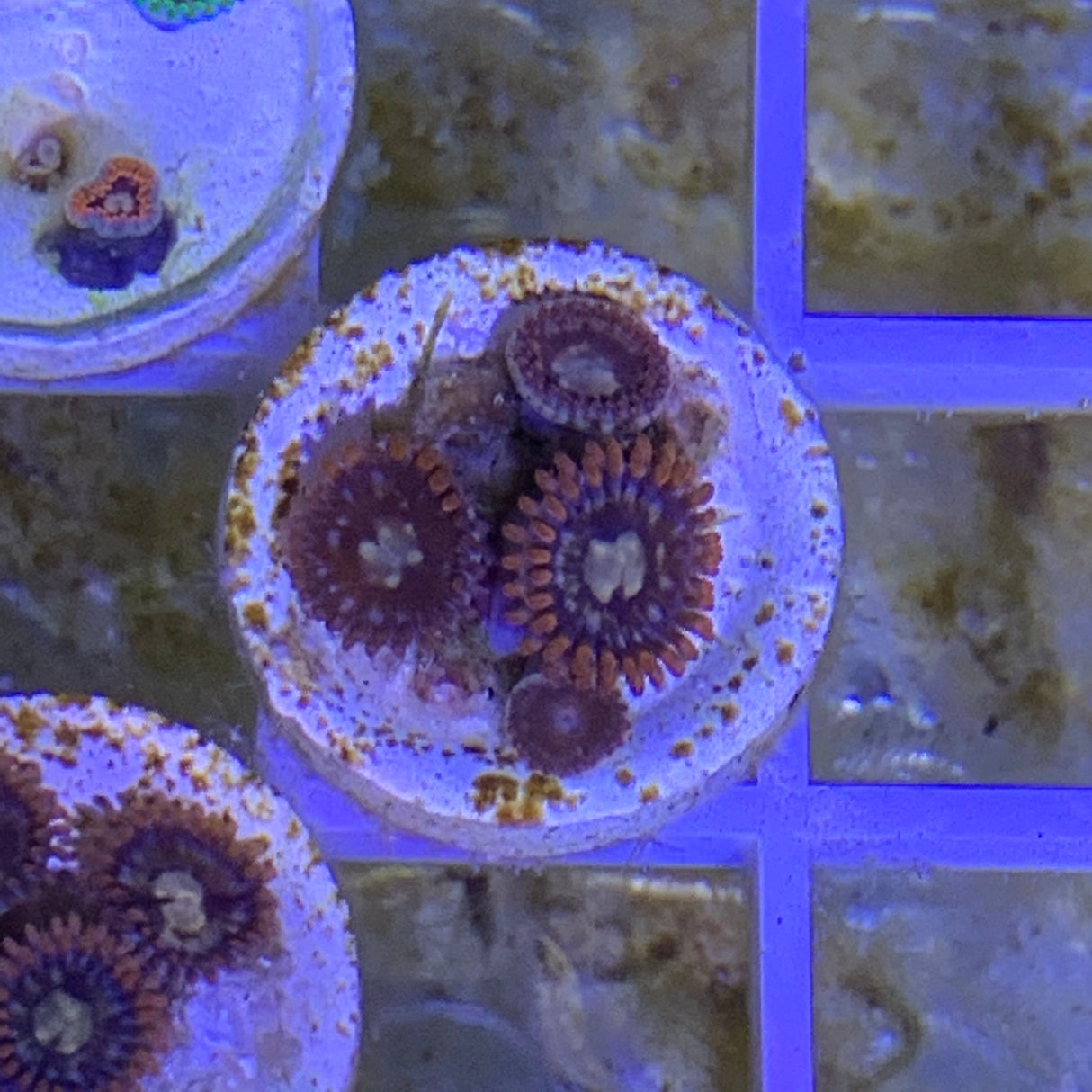 5 Polyp Zoa frag