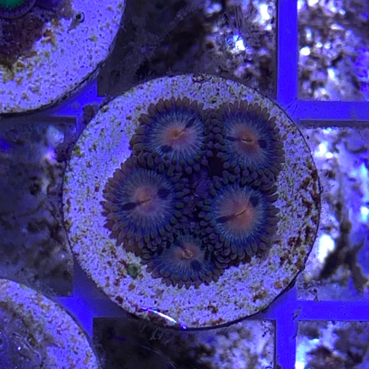 5 Polyp Zoa frag – thecoralcentre