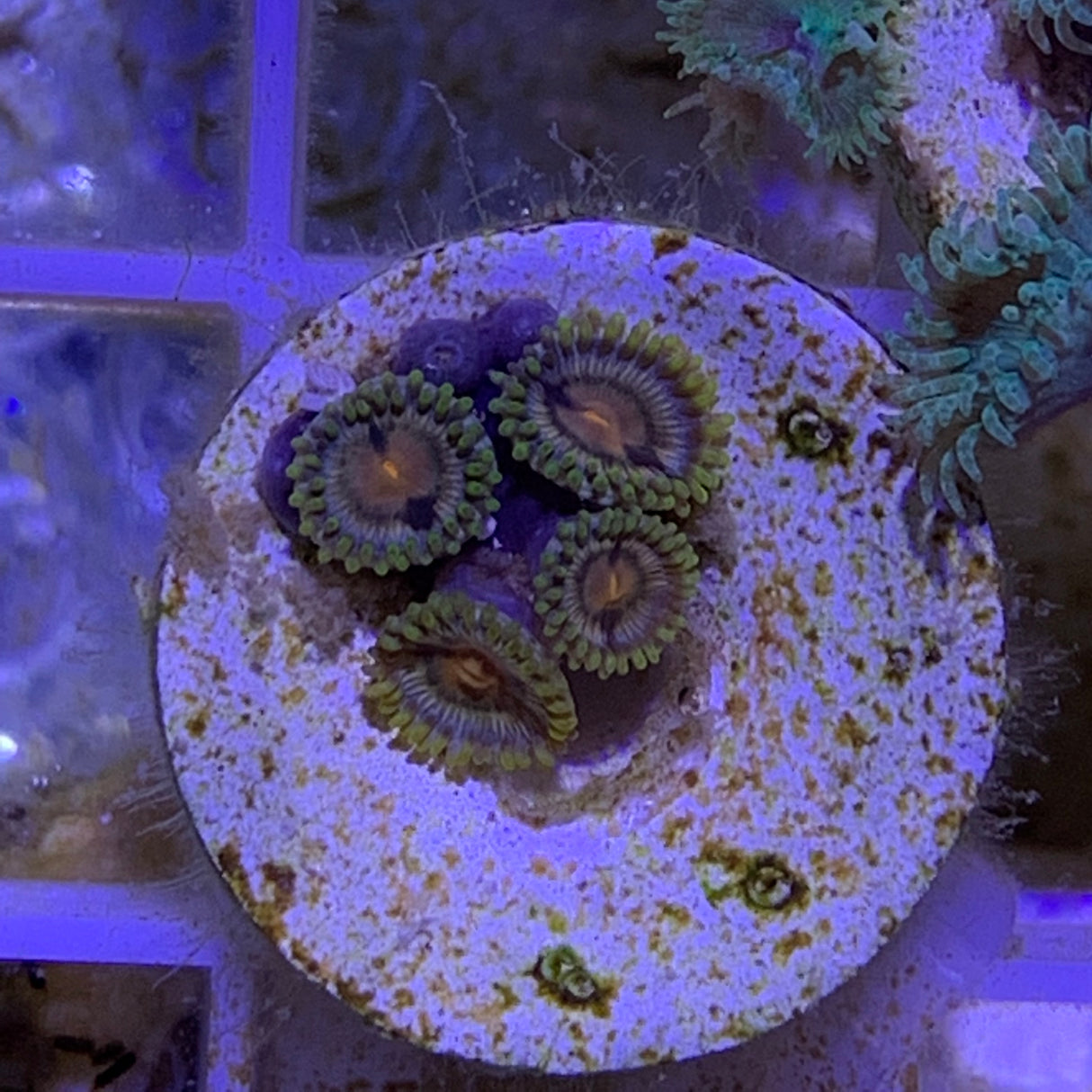 4 Polyp Zoa frag