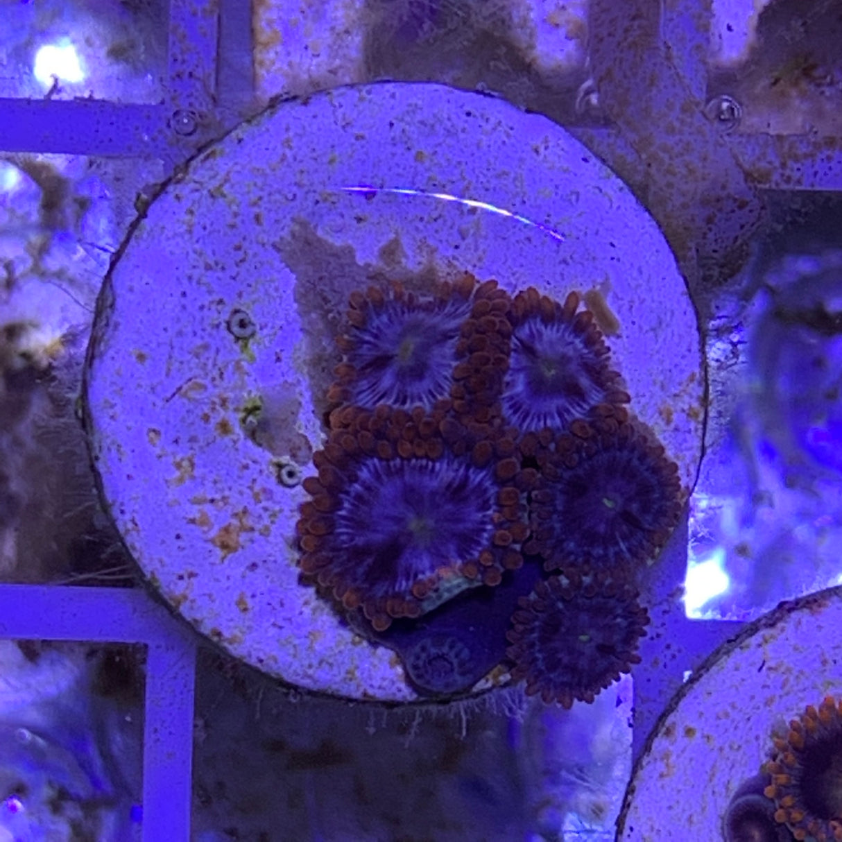 5 Polyp Zoa frag