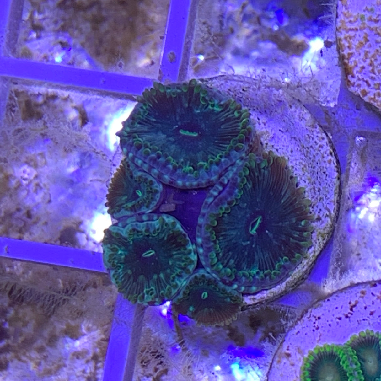 5 Polyp Zoa frag