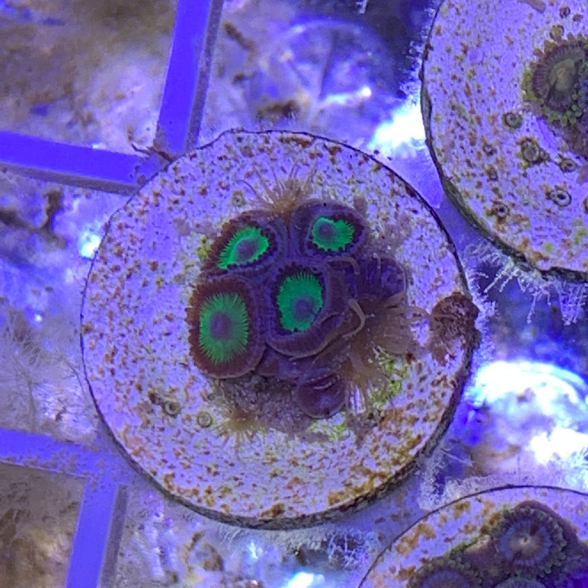 5 Polyp Zoa frag