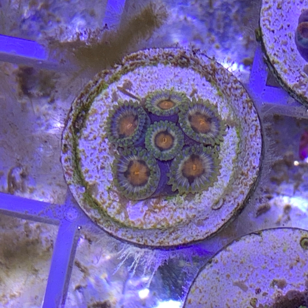 6 Polyp Zoa frag