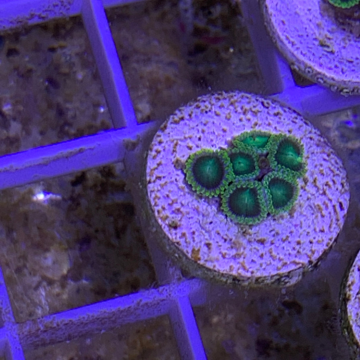 6 Polyp Zoa frag