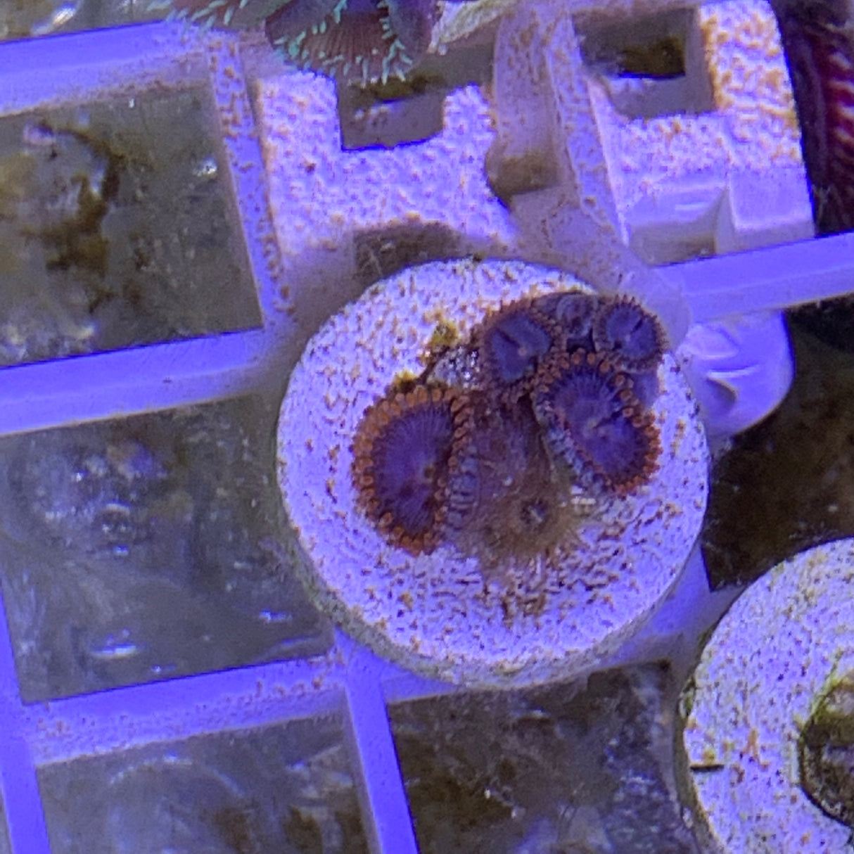 6 Polyp Zoa frag