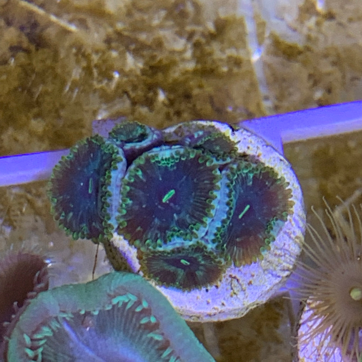 6 Polyp Zoa frag