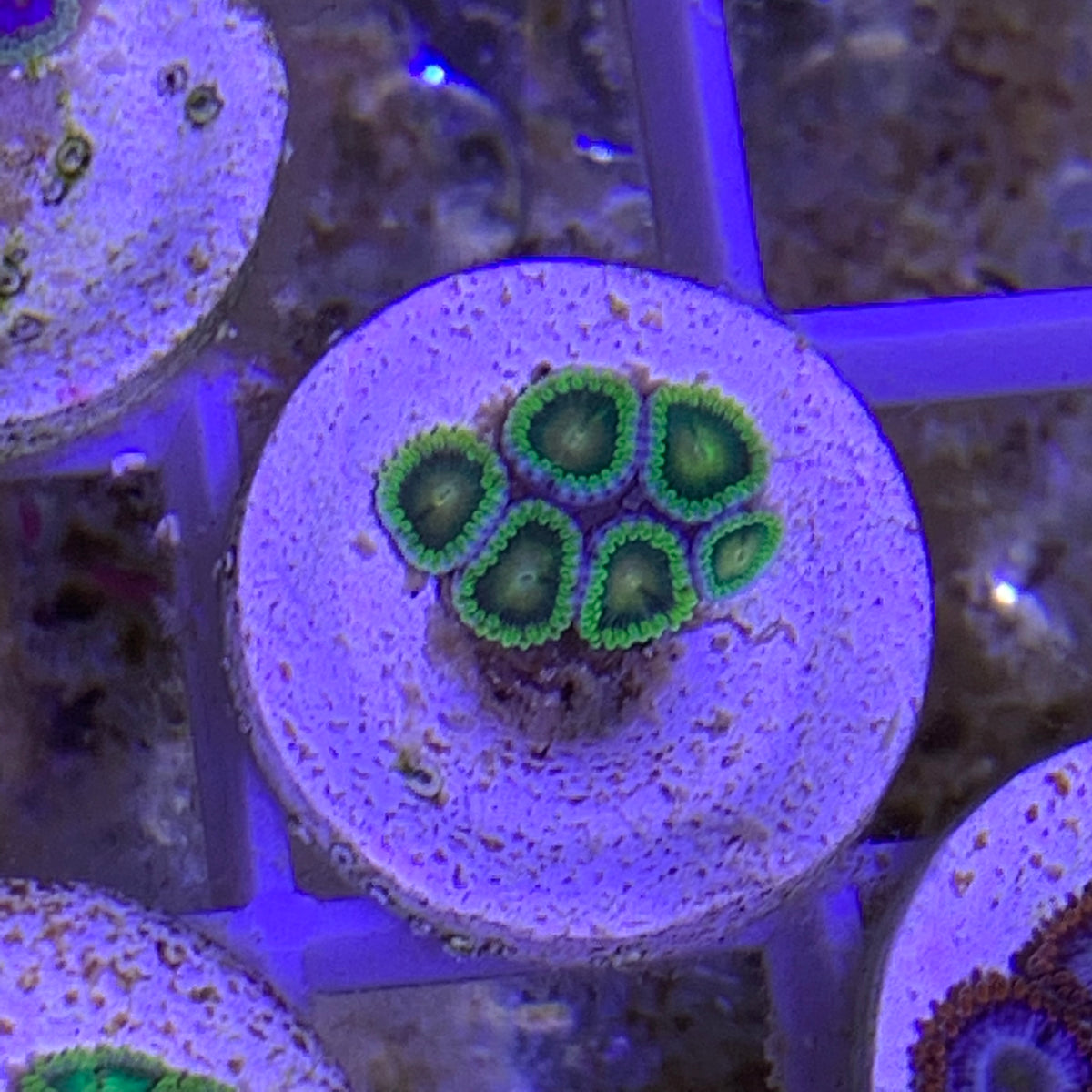 6 Polyp Zoa frag – thecoralcentre