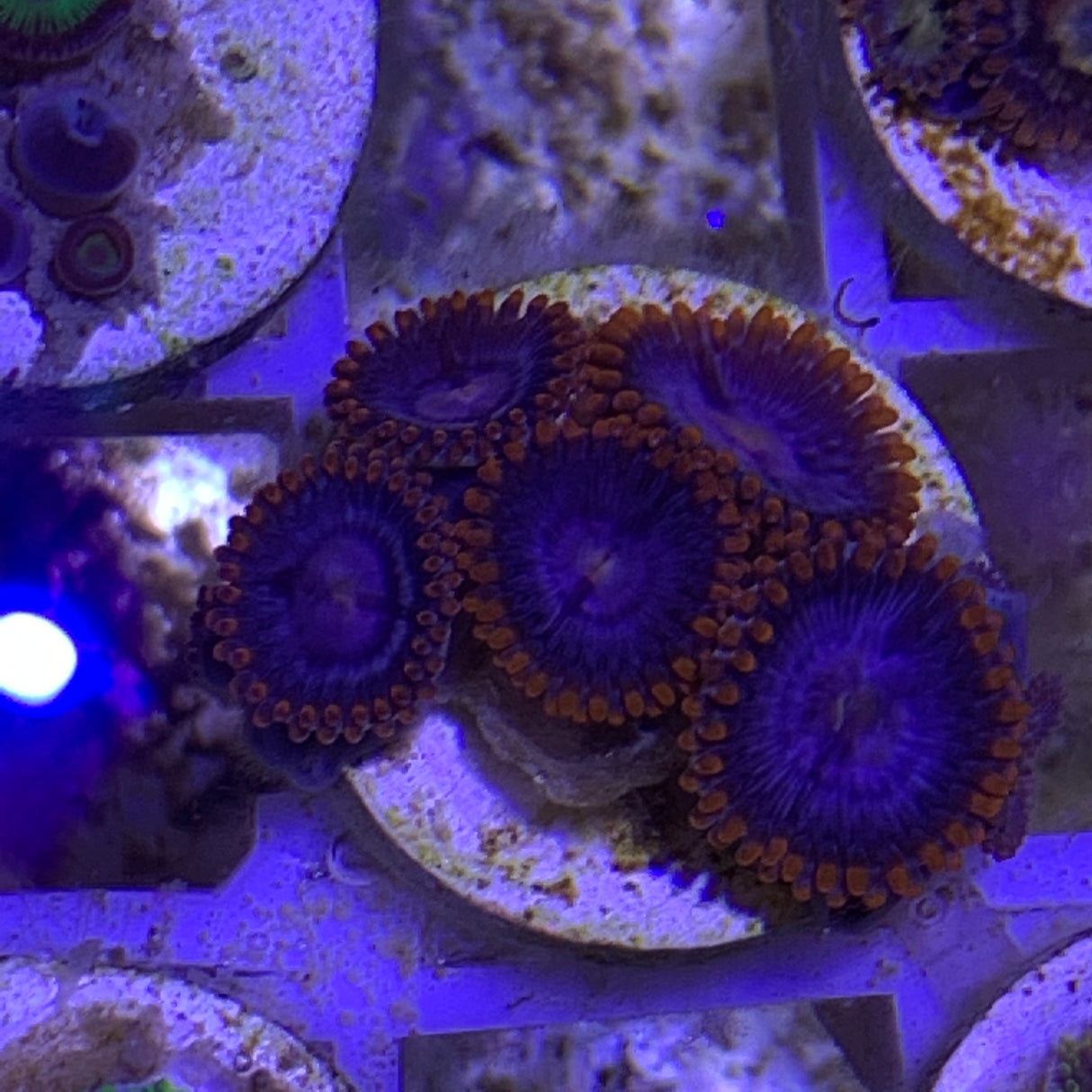 6 Polyp Zoa frag