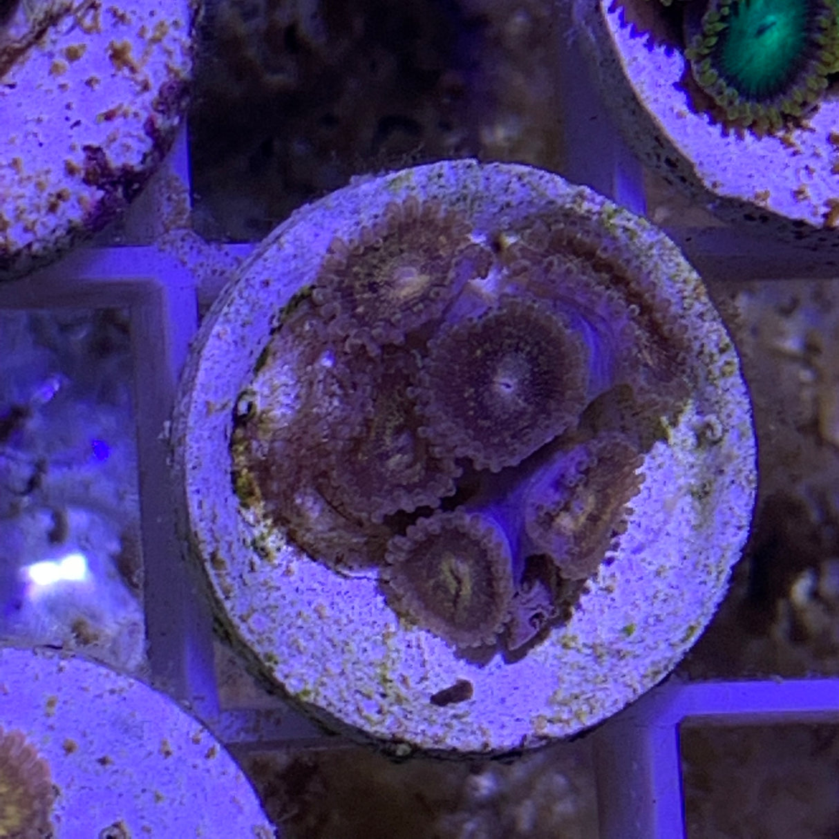 6 Polyp Zoa frag