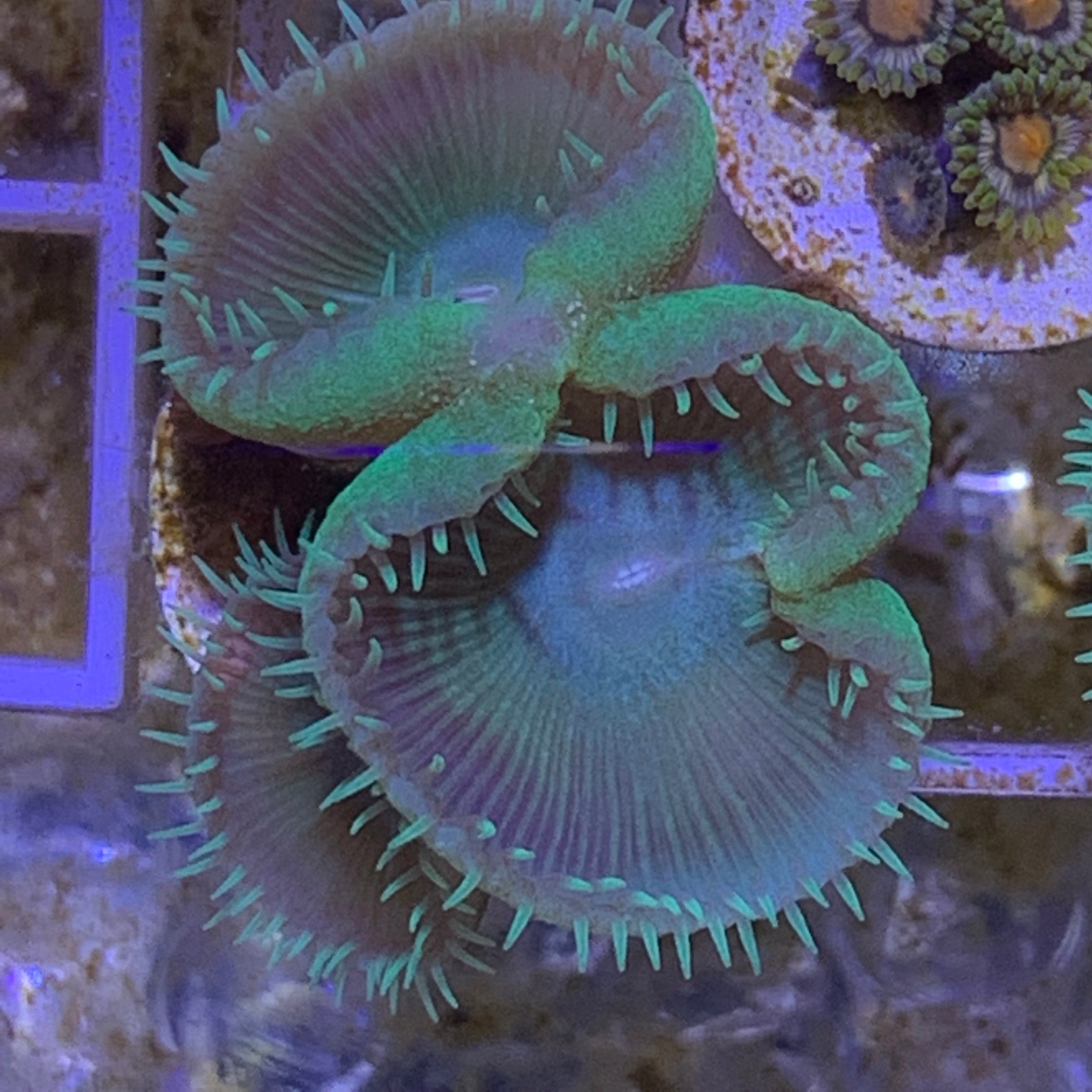 6 Polyp Zoa frag