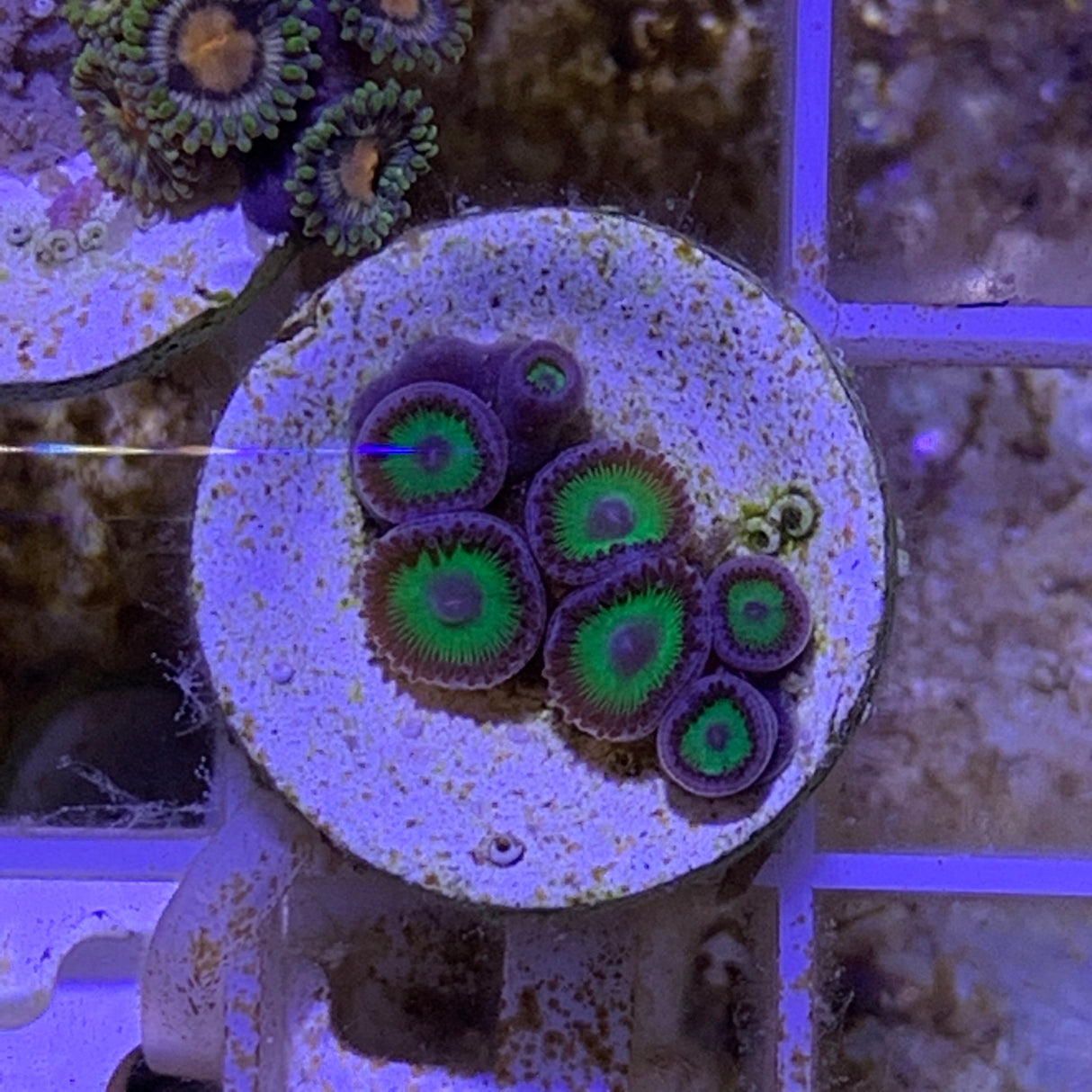 6 Polyp Zoa frag