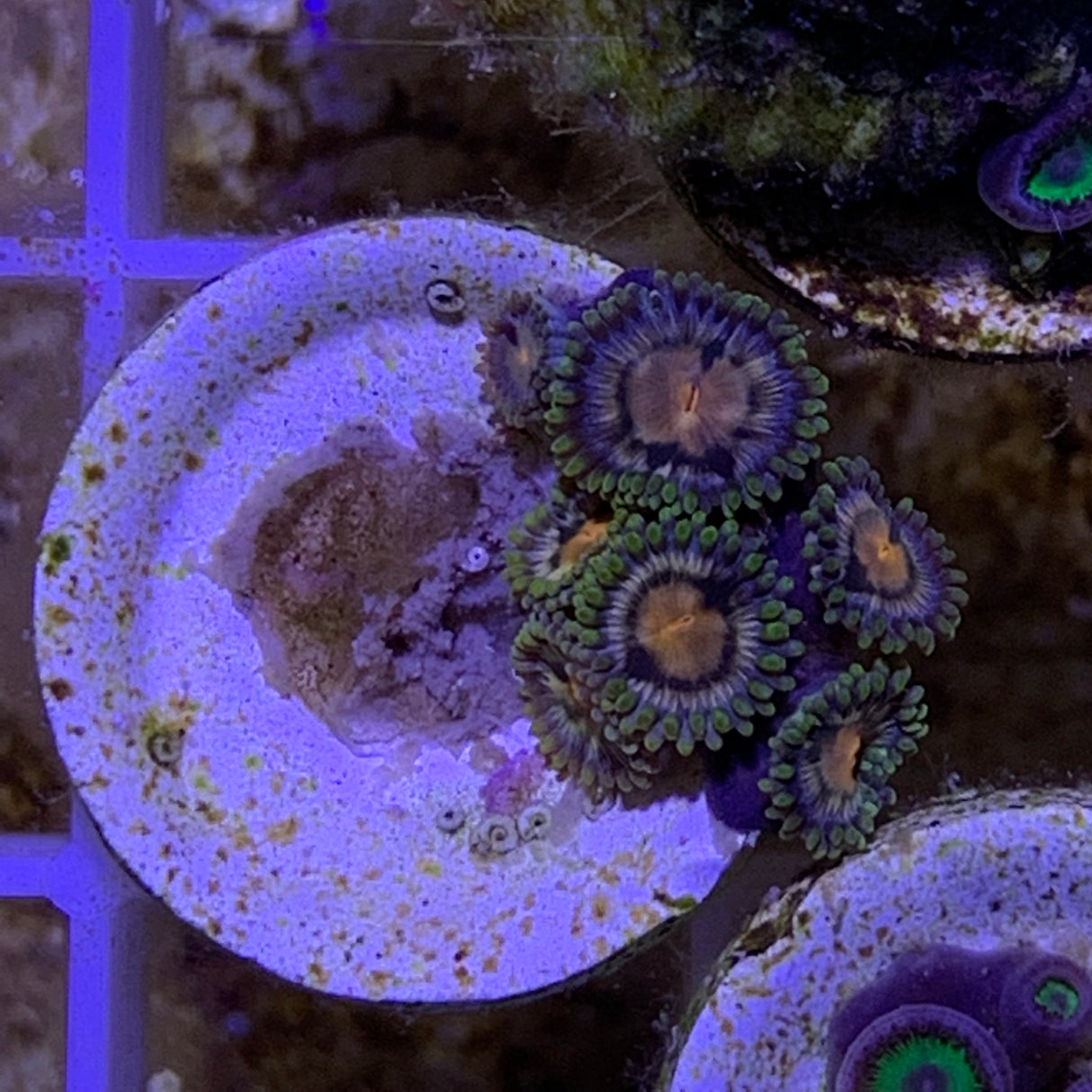 6 Polyp Zoa frag