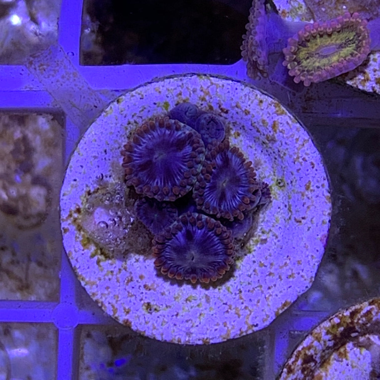 6 Polyp Zoa frag