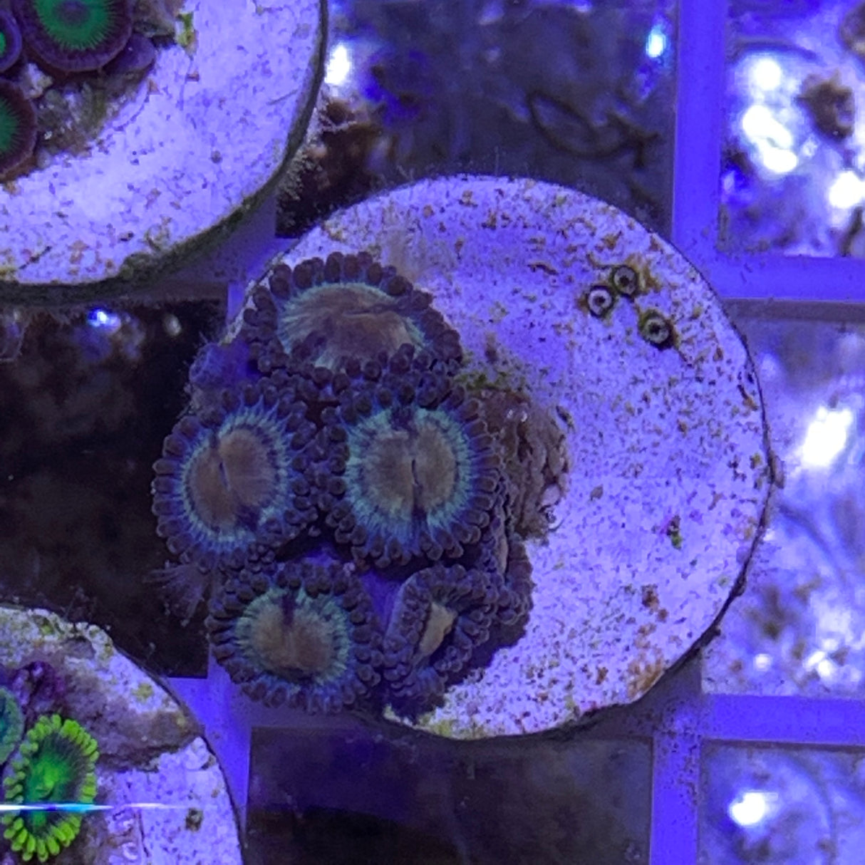 6 Polyp Zoa frag