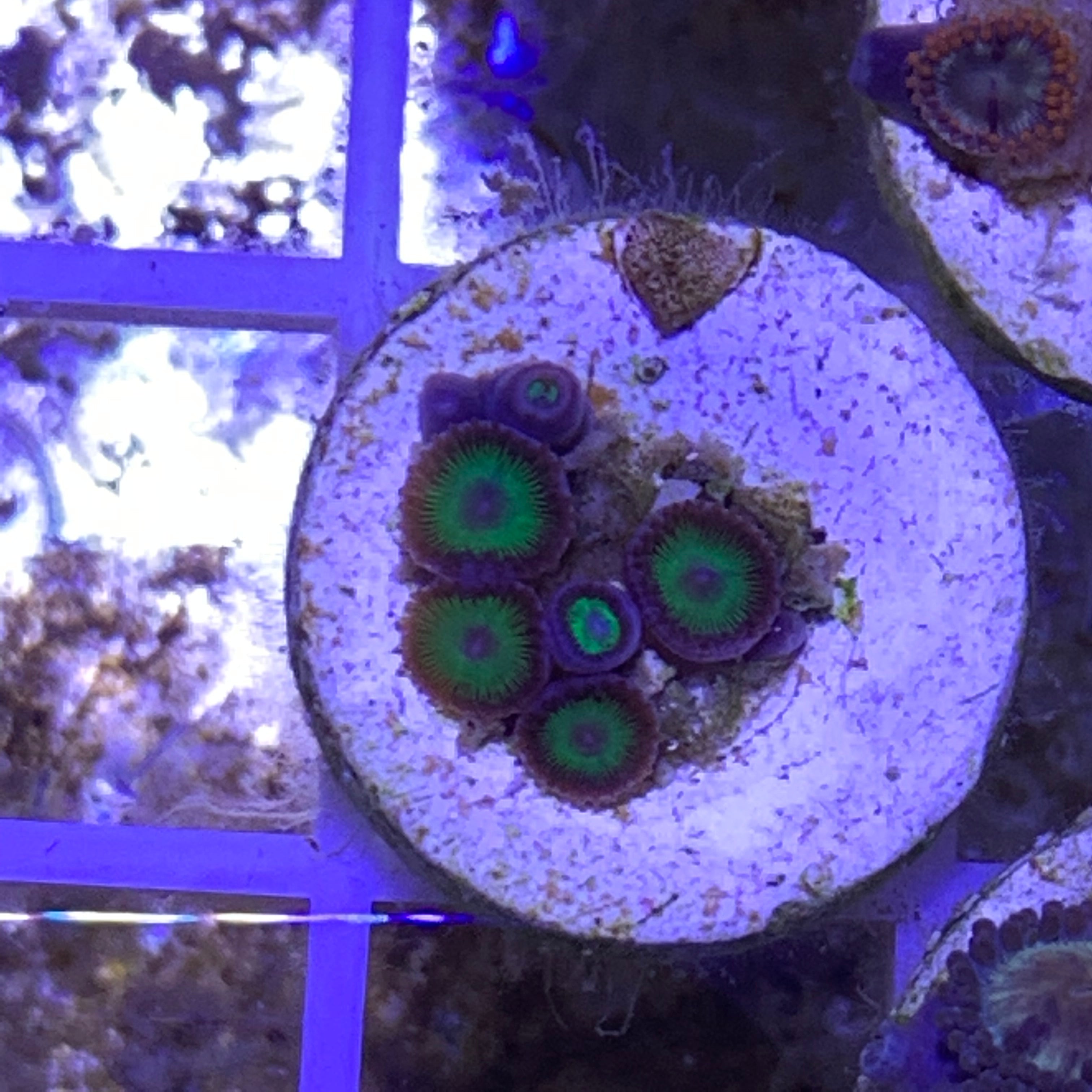 6 Polyp Zoa frag