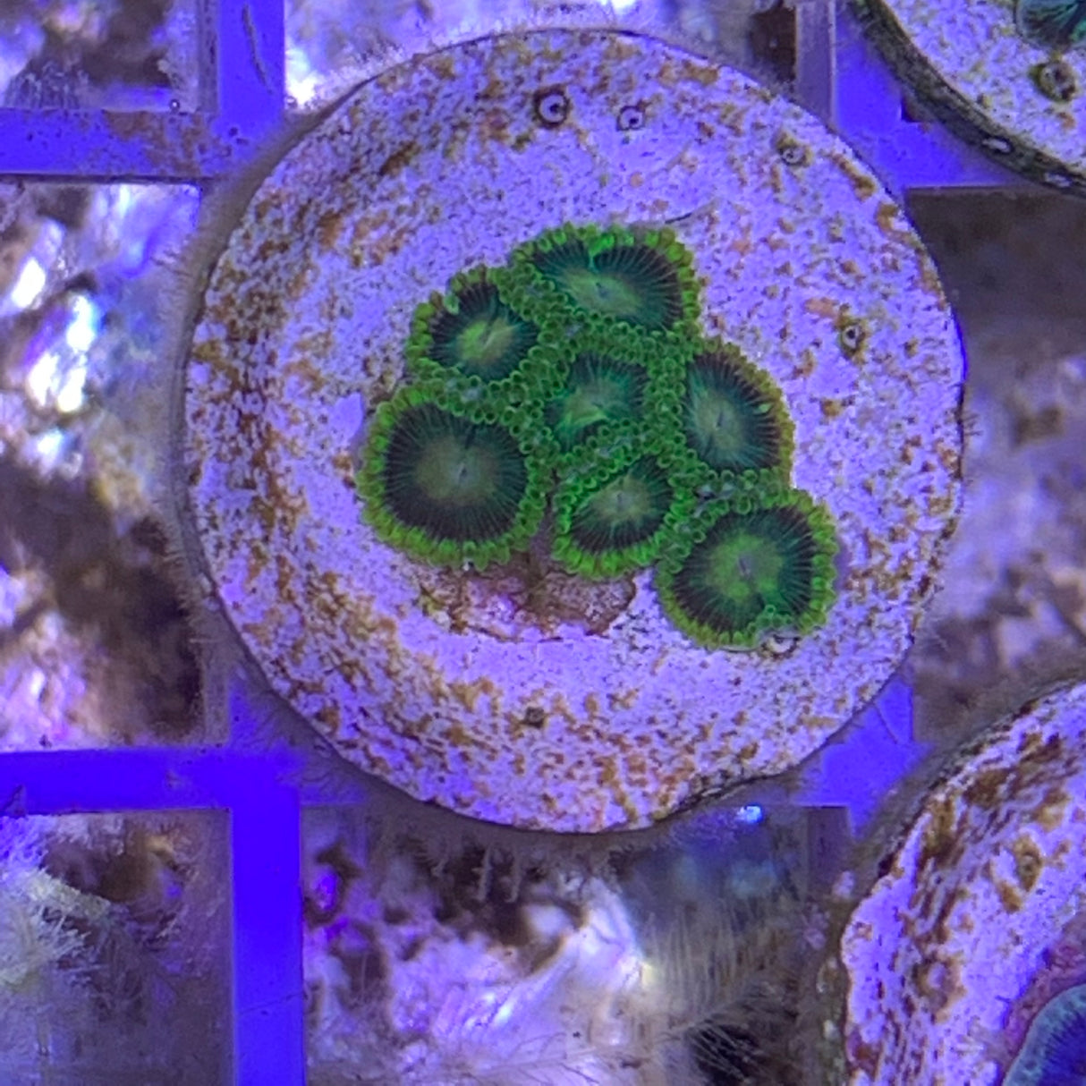 7 Polyp Zoa frag