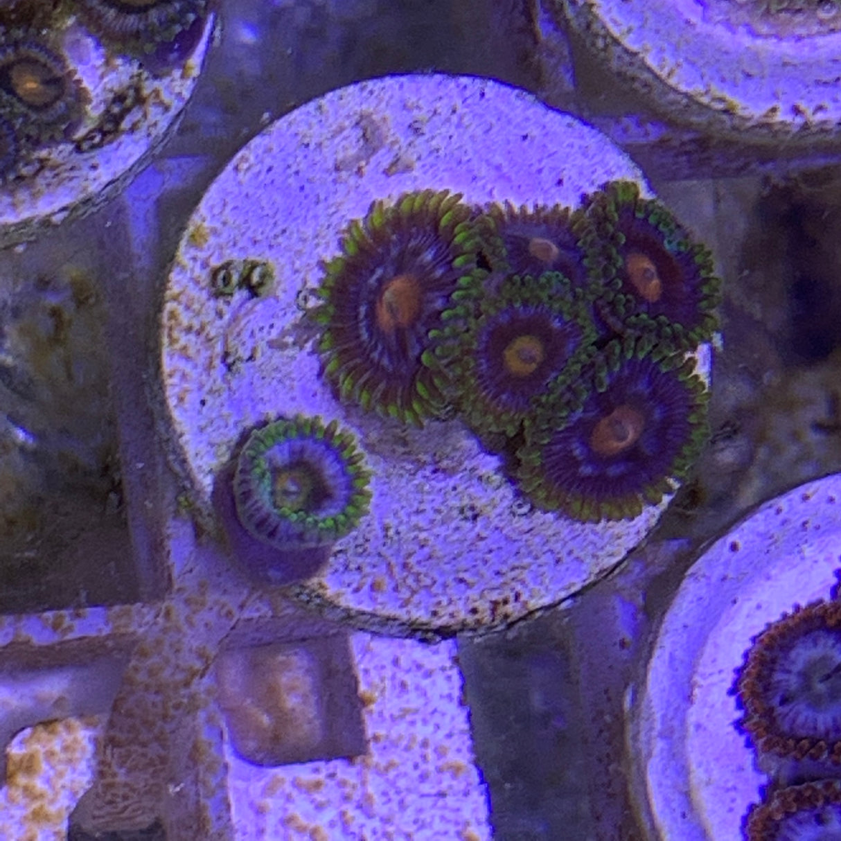 7 Polyp Zoa frag