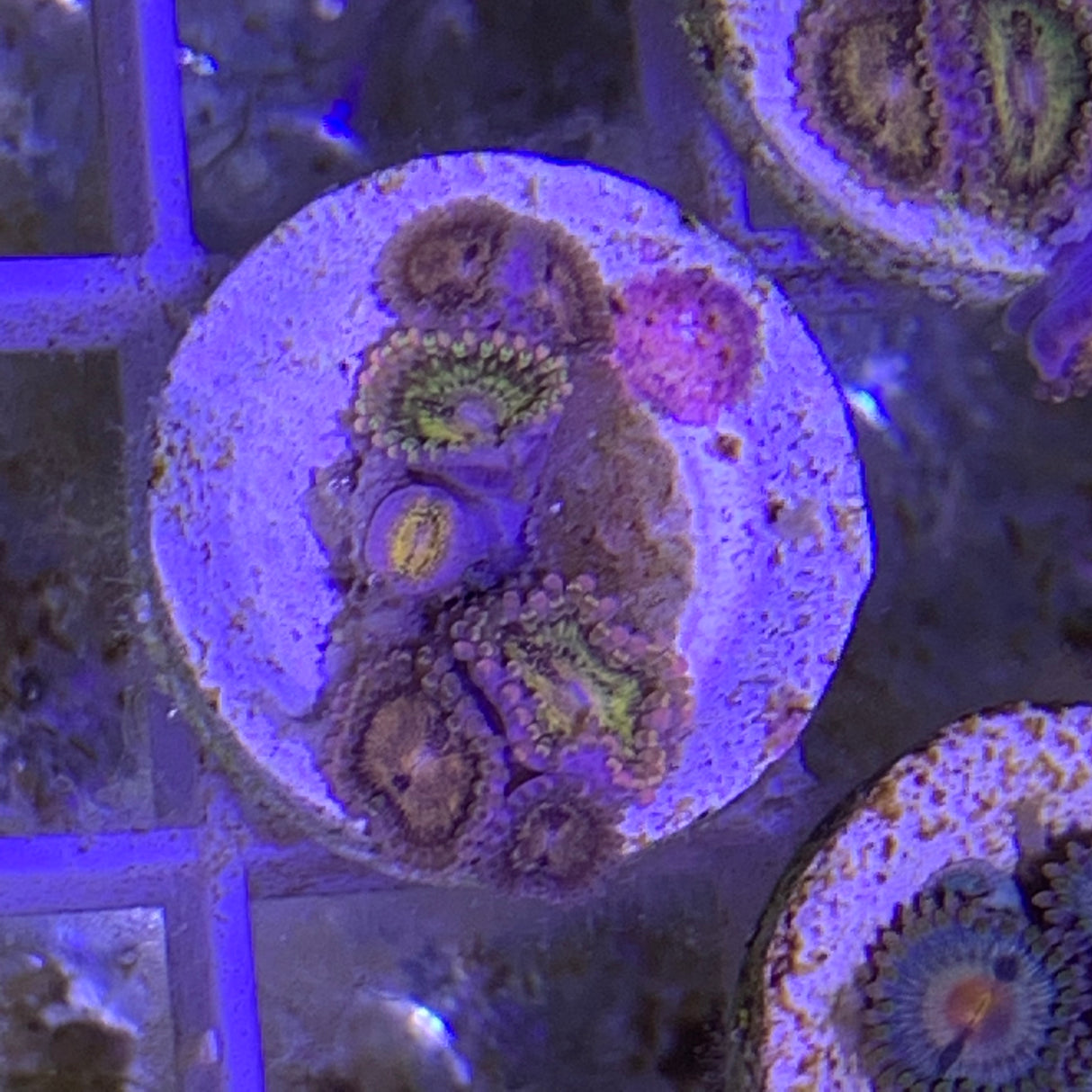 7 Polyp Zoa frag