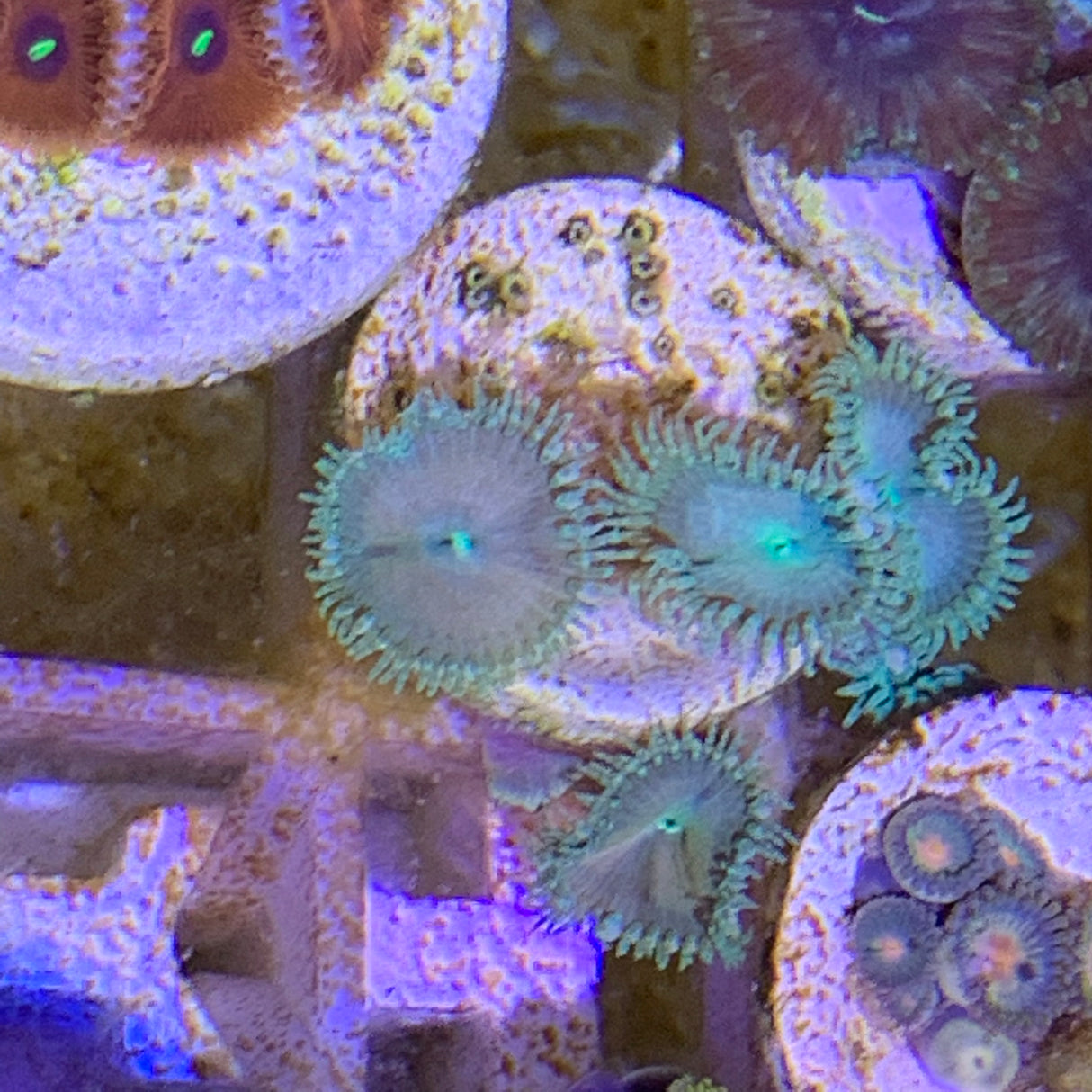 7 Polyp Zoa frag