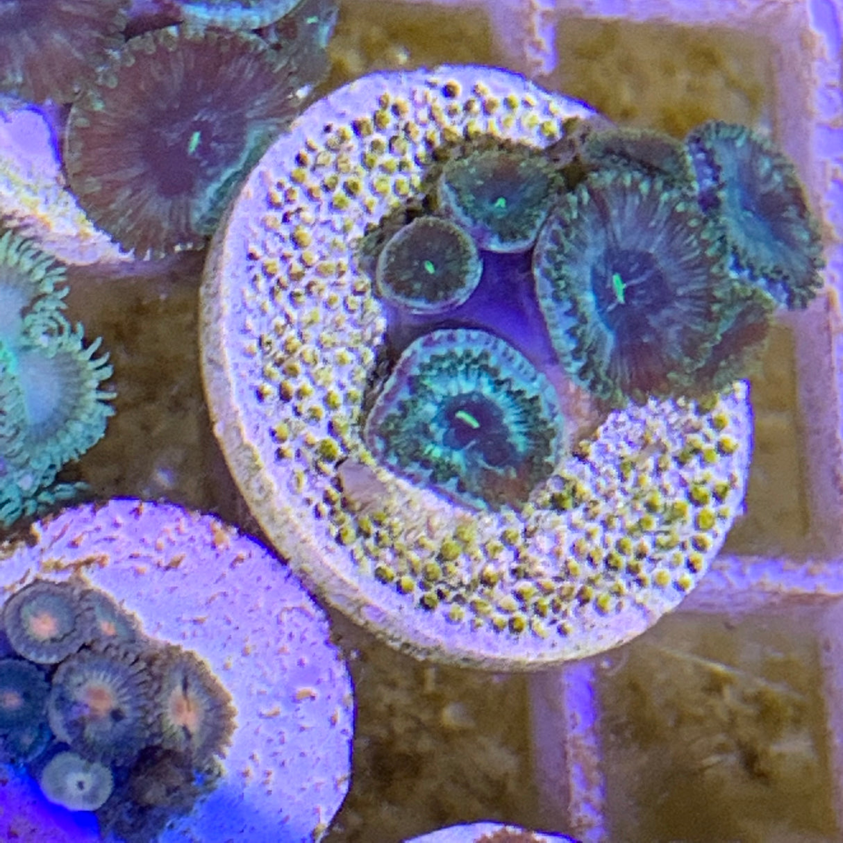 7 Polyp Zoa frag