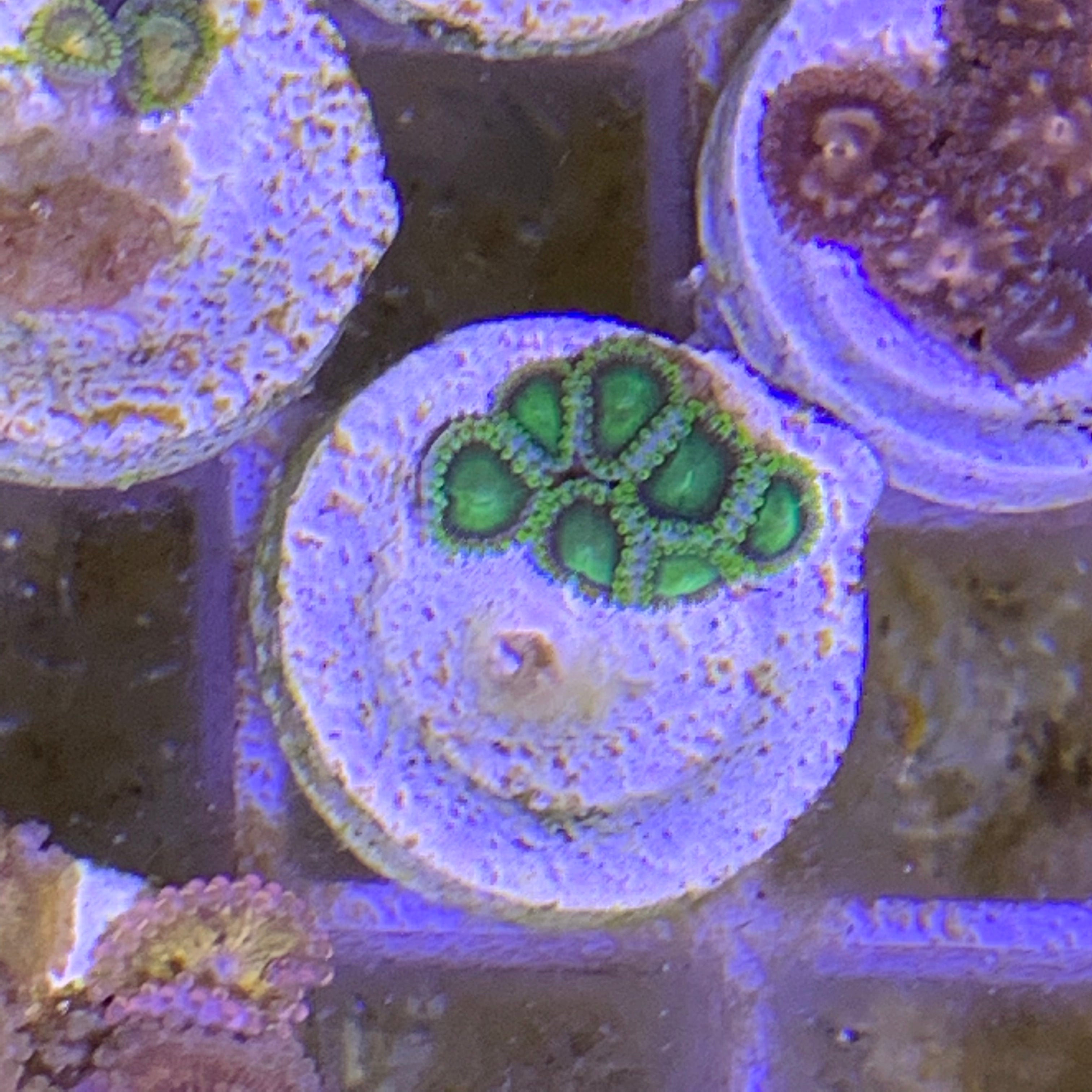 7 Polyp Zoa frag