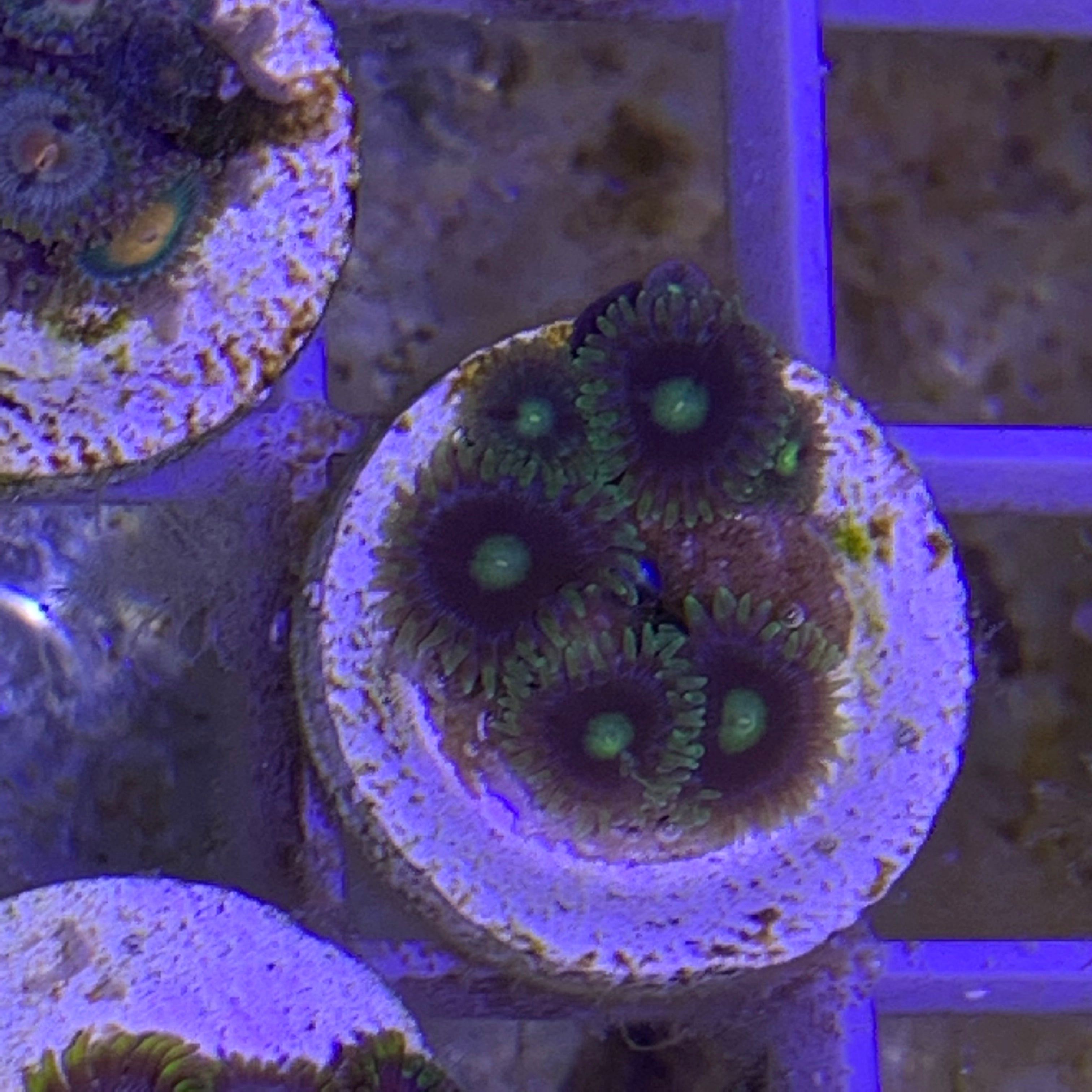 7 Polyp Zoa frag