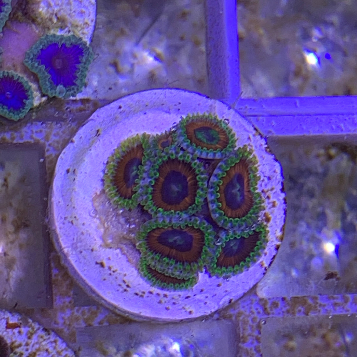 7 Polyp Zoa frag