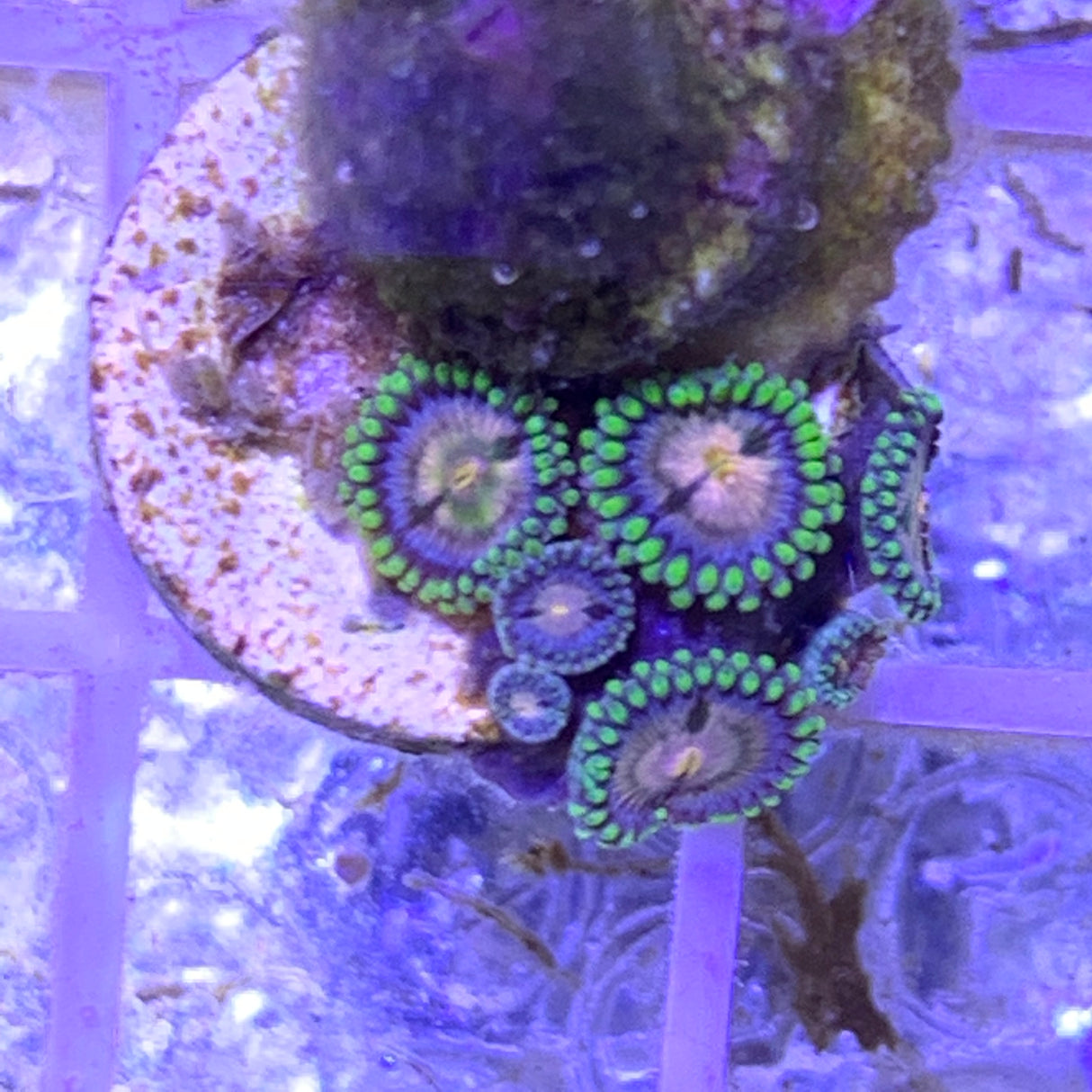 8 Polyp Zoa frag