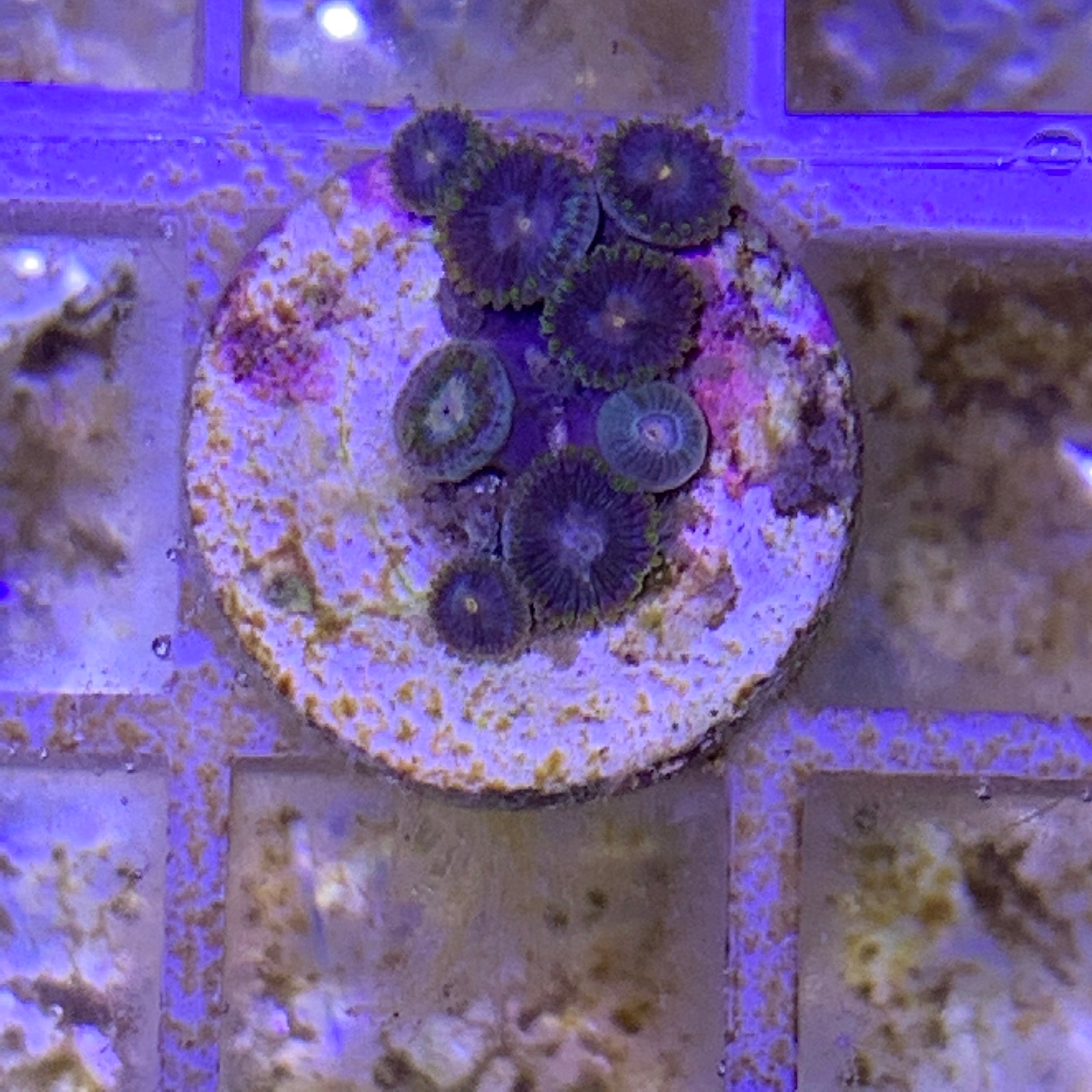 8 Polyp Zoa frag