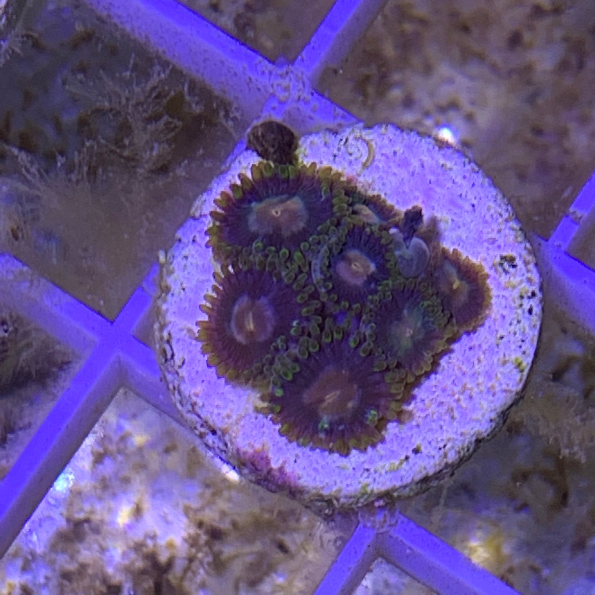 5 Polyp Zoa frag