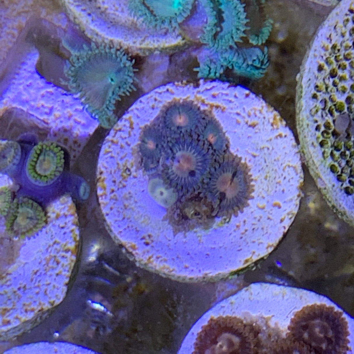 6 Polyp Zoa frag