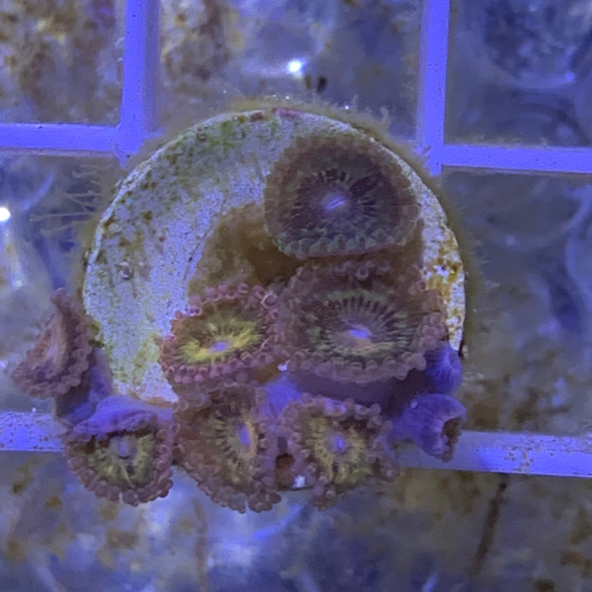 Zoa frag