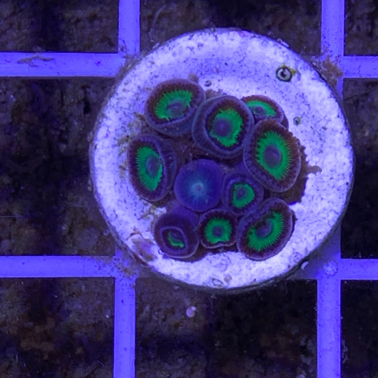 Zoa frag