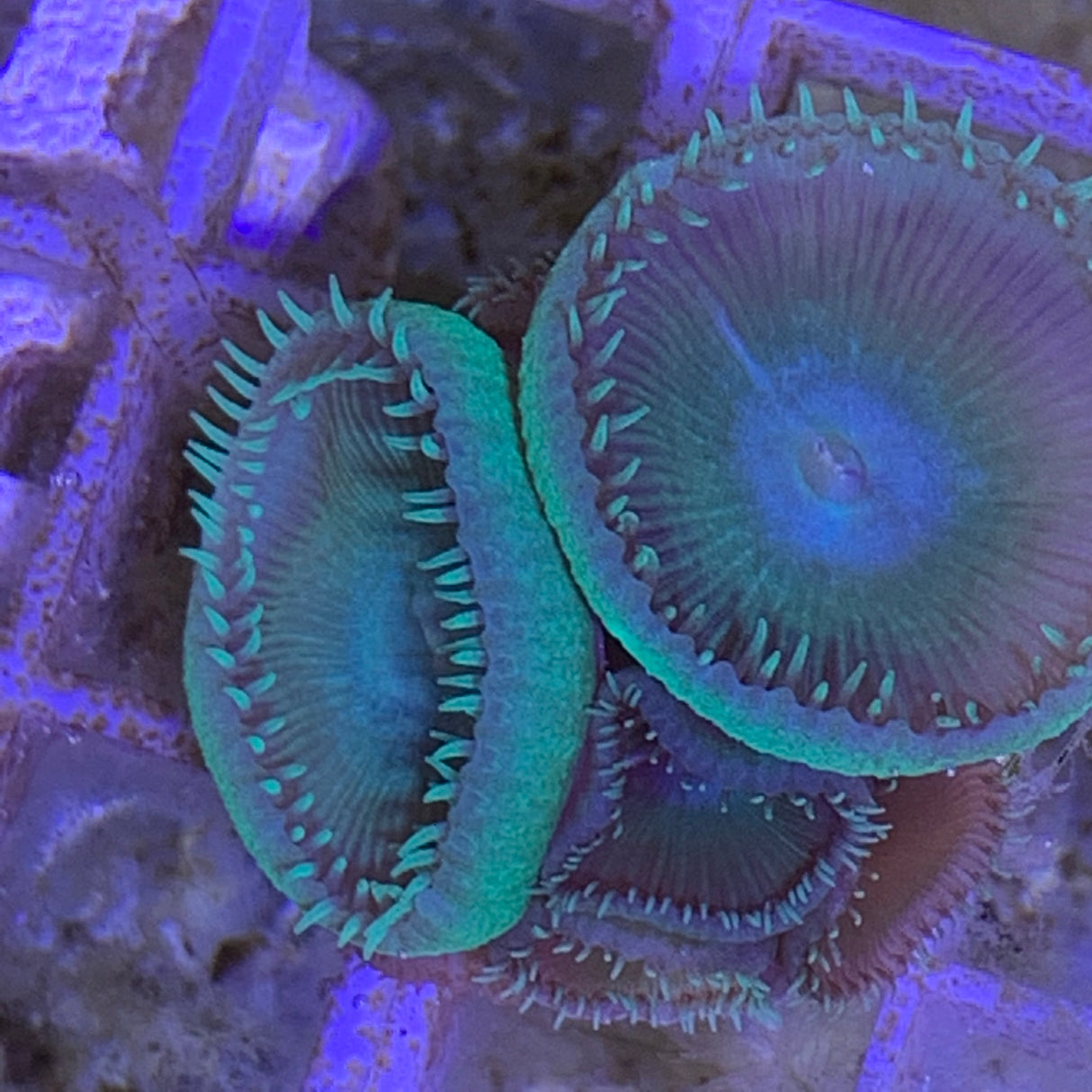 Zoa frag