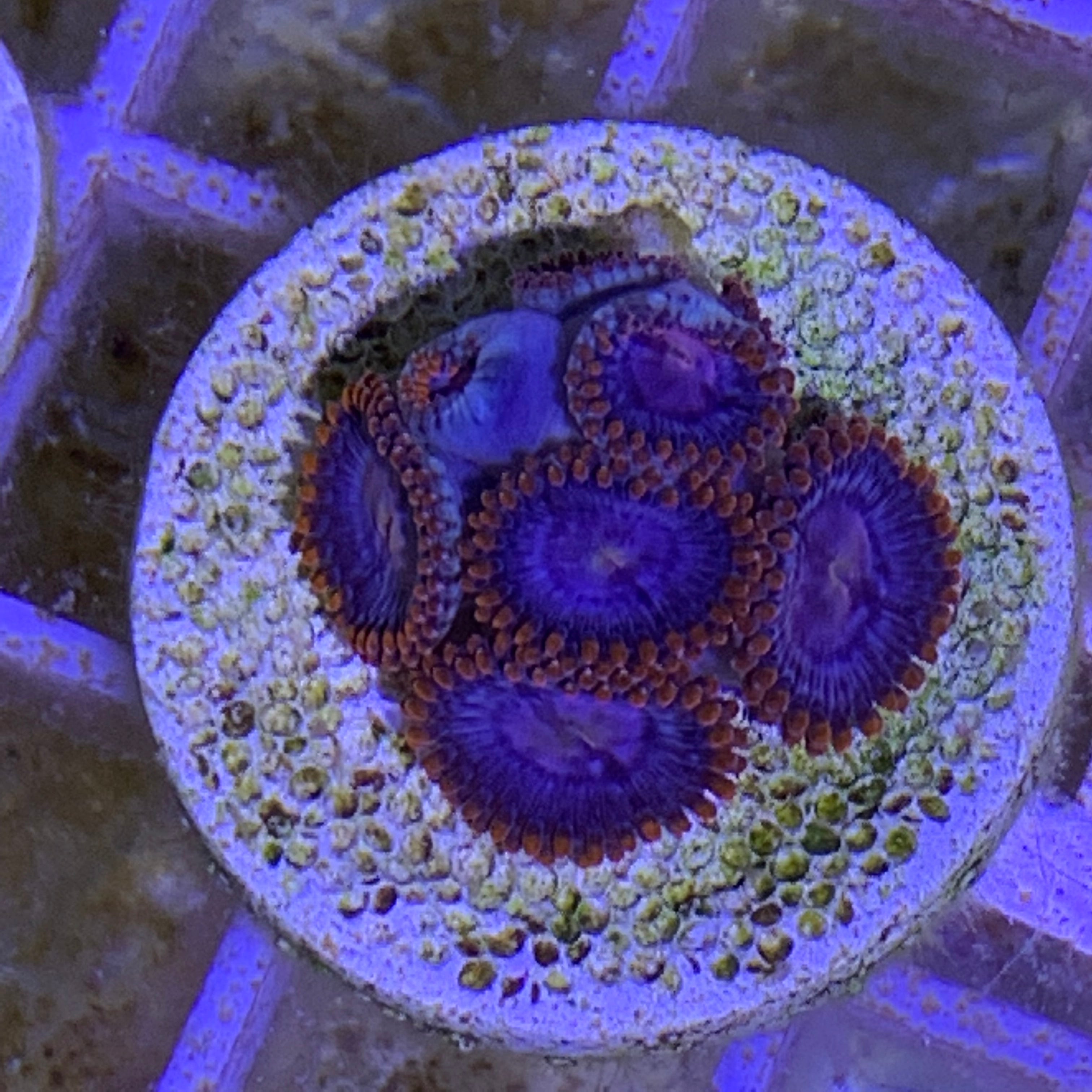 Zoa frag