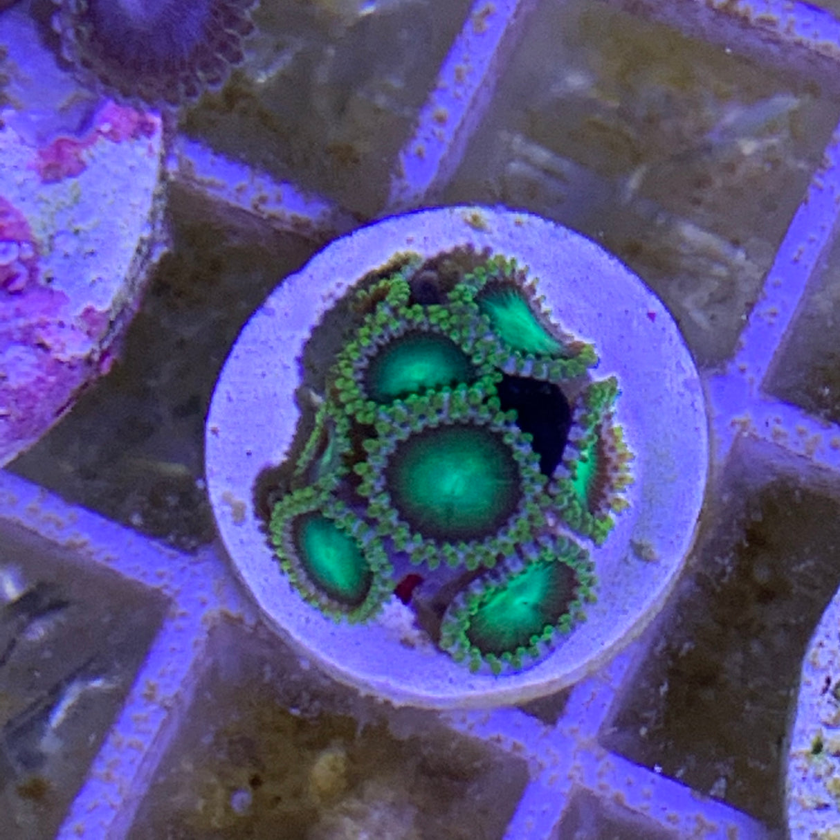 Zoa frag