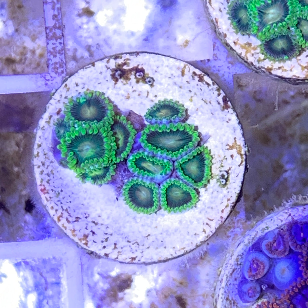 Zoa frag