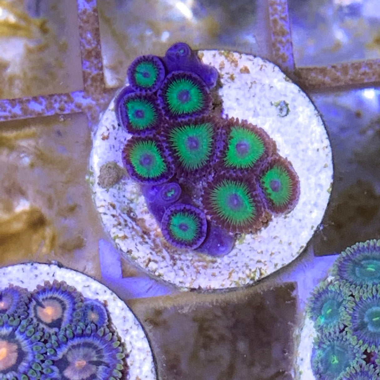 Zoa frag